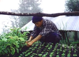 苗木を植える現地の人