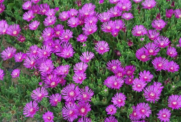 被災地気仙沼市の瓦礫の合間で小さな花が咲いている（２０１１年６月、写真提供=国際飢餓対策機構）